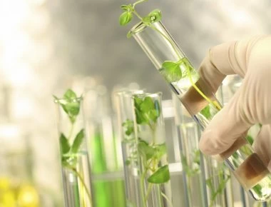 Βότανα που μόνο αθώα δεν είναι - Τι προκαλούν στον οργανισμό